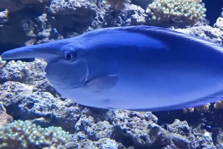 (Foto: Screenshot / Aquarium Pula) (Foto: Screenshot / Aquarium Pula)
